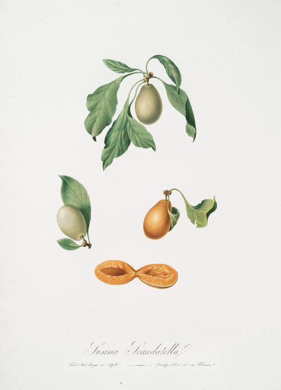 Art Print : Susina scaudatella. [Prunus hyemalis ; Damaschino vernino di Napoli], 1817 - Vintage Wall Art