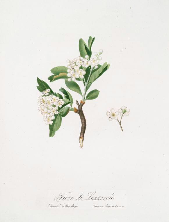 Art Print : Fiore di Lazzerolo. [Hawthorn Flower], 1817 - Vintage Wall Art