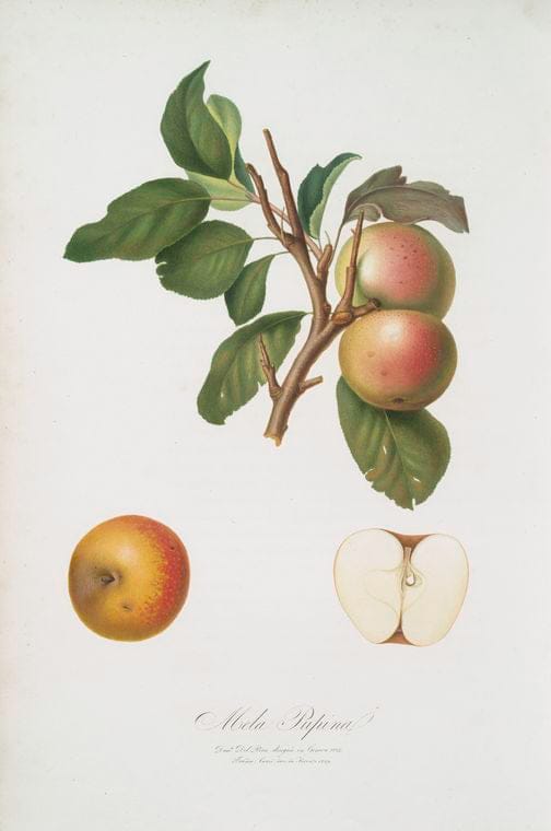 Art Print : Mela panaja. [Mela panaia o, Mela flagellata ; Apple], 1817 - Vintage Wall Art