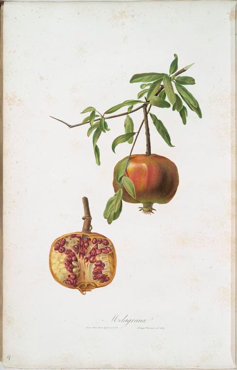Art Print : Mela Pupina. [Malus appenninensis ; Pupina Apple], 1817 - Vintage Wall Art