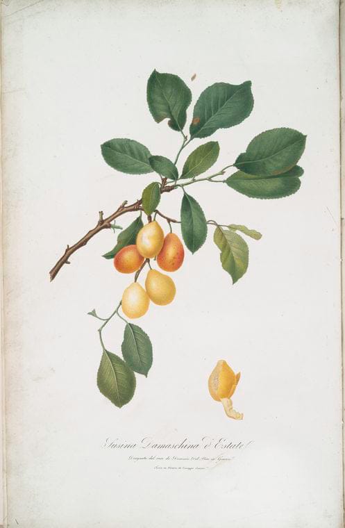 Art Print : Susina verdacchia. [Prunus verdacchia], 1817 - Vintage Wall Art