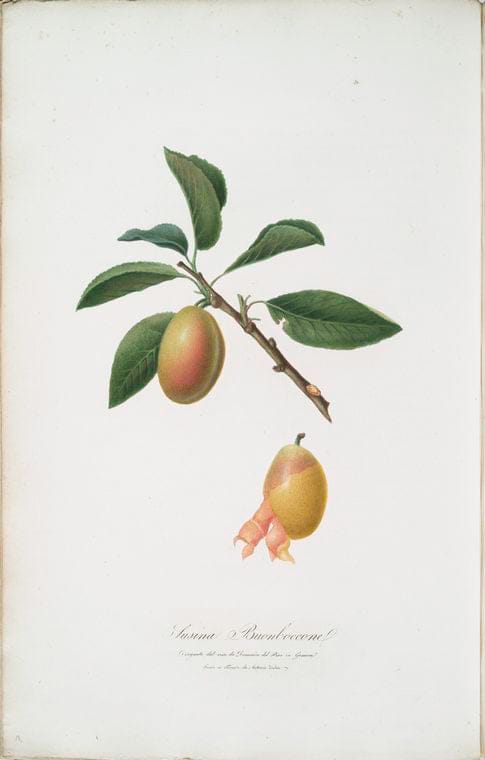Art Print : Susina basaricatta. [Prunus ligustica], 1817 - Vintage Wall Art