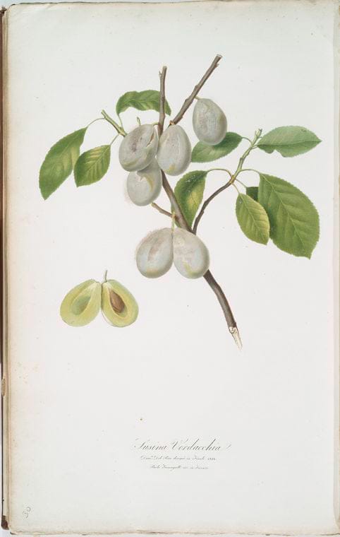Art Print : Susina vecchietti. [Prunus Catalanica ; Spanish Plums], 1817 - Vintage Wall Art