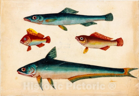 Art Print : Two Green Fish, Two Brown Fish. - Vintage Wall Art