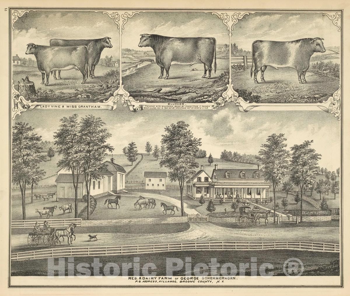Art Print : 1876, Lady Vine & Miss Grantham; Blucher; Res. & Dairy Farm of George Schermerhorn. - Vintage Wall Art