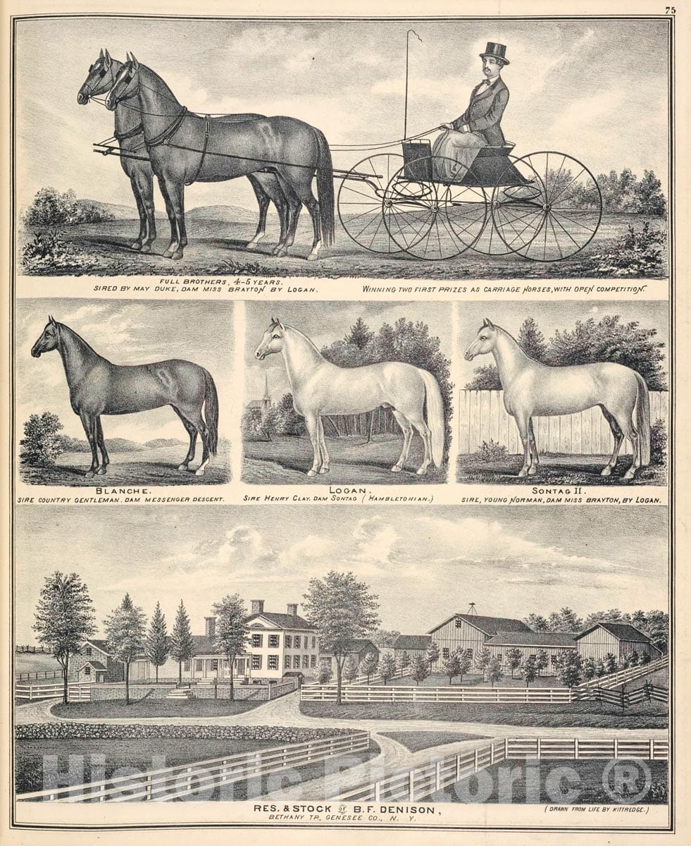 Art Print : 1876, Full Brothers, 4-5 Years. Sired by May Duke, Dam Miss Brayton by Logan. - Vintage Wall Art