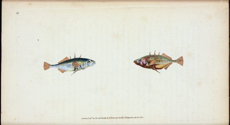 Art Print : Stickleback, Three-spined, Gasterosteus Aculeatus, 1802-1808 - Vintage Wall Art