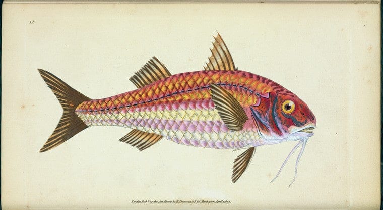 Art Print : Surmulet, Mullus Surmuletus, 1768 - Vintage Wall Art