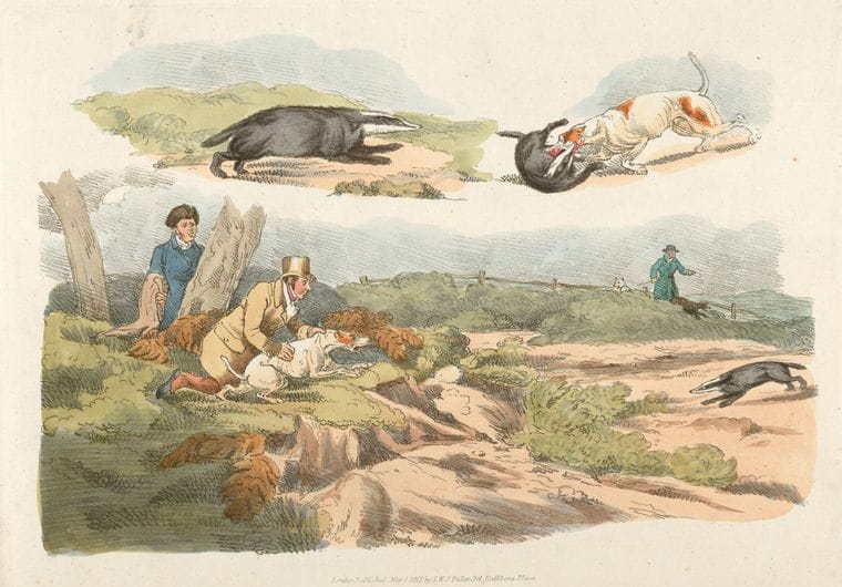 Art Print : 1817, Badger Hunting: Dogs Chasing and Attacking Badgers. - Vintage Wall Art
