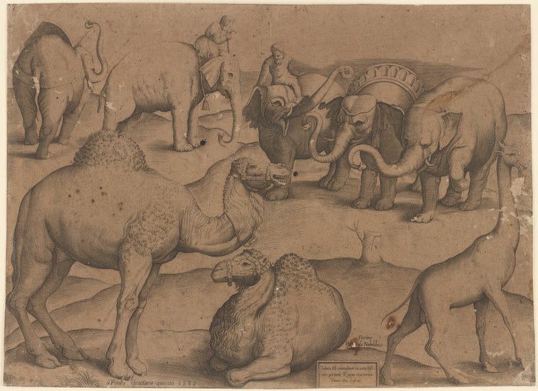 Art Print : (from: Ex veteri hypocausto reperto. TRE Tavole di diversi animali pigliate da pitture antiche), 1501-1600 - Vintage Wall Art V1