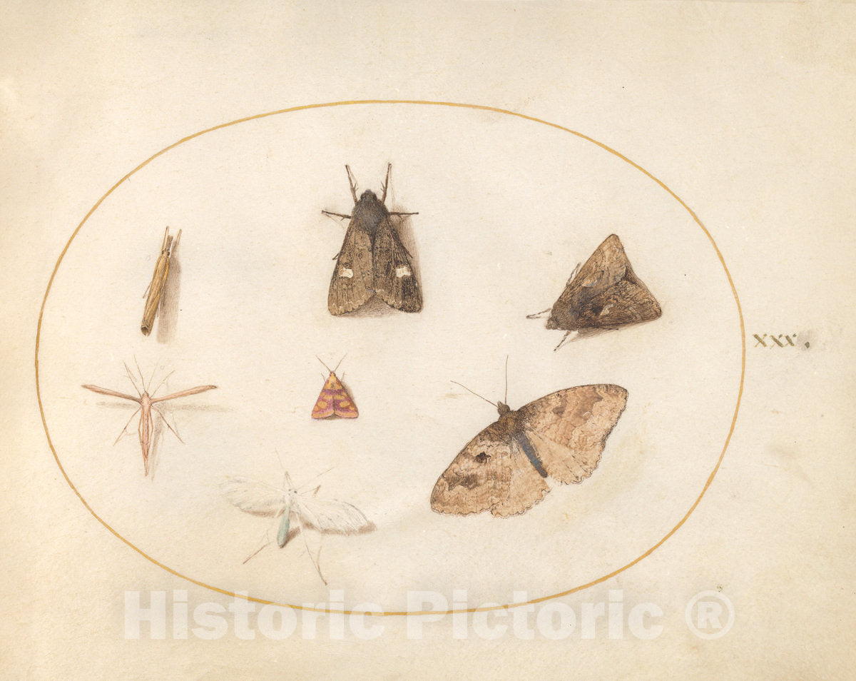 Art Print : Joris Hoefnagel, Animalia Rationalia et Insecta (Ignis): Plate XXX, c.1578 - Vintage Wall Art