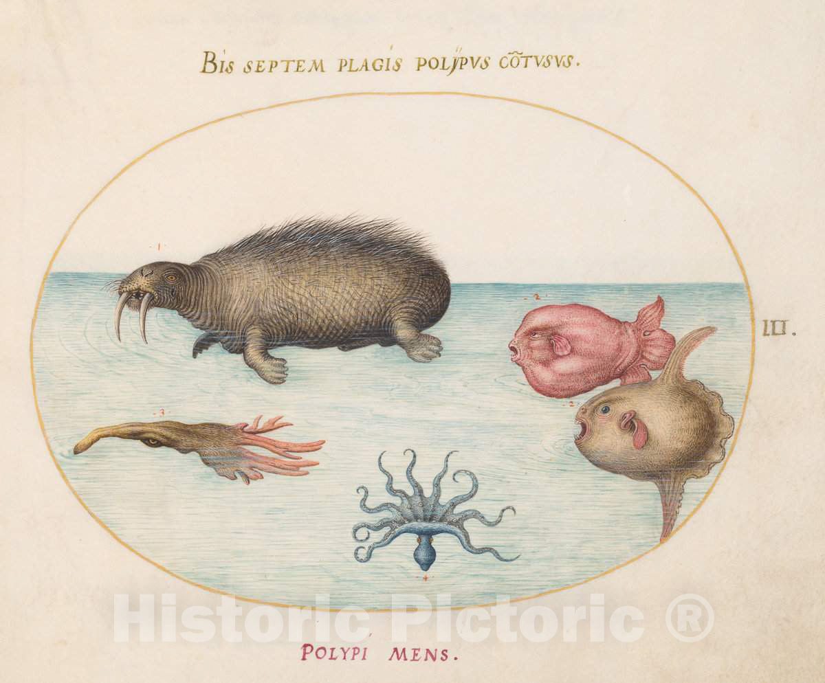 Art Print : Joris Hoefnagel, Animalia Aqvatilia et Cochiliata (Aqva): Plate III, c.1578 - Vintage Wall Art