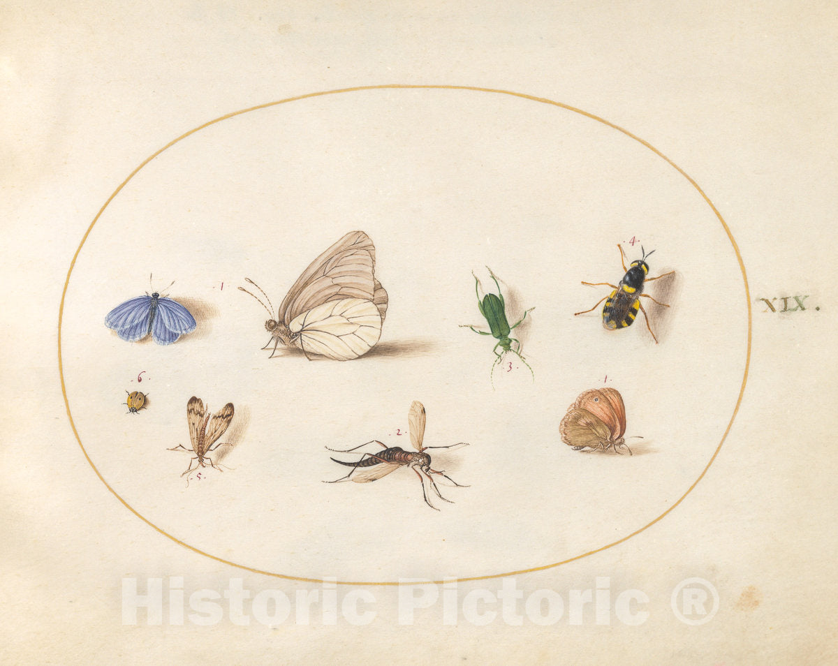 Art Print : Joris Hoefnagel, Animalia Rationalia et Insecta (Ignis): Plate XIX, c.1578 - Vintage Wall Art