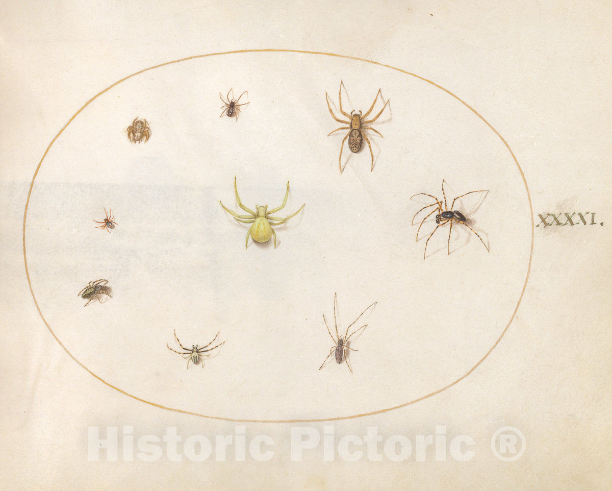 Art Print : Joris Hoefnagel, Animalia Rationalia et Insecta (Ignis): Plate XLI, c.1578 - Vintage Wall Art