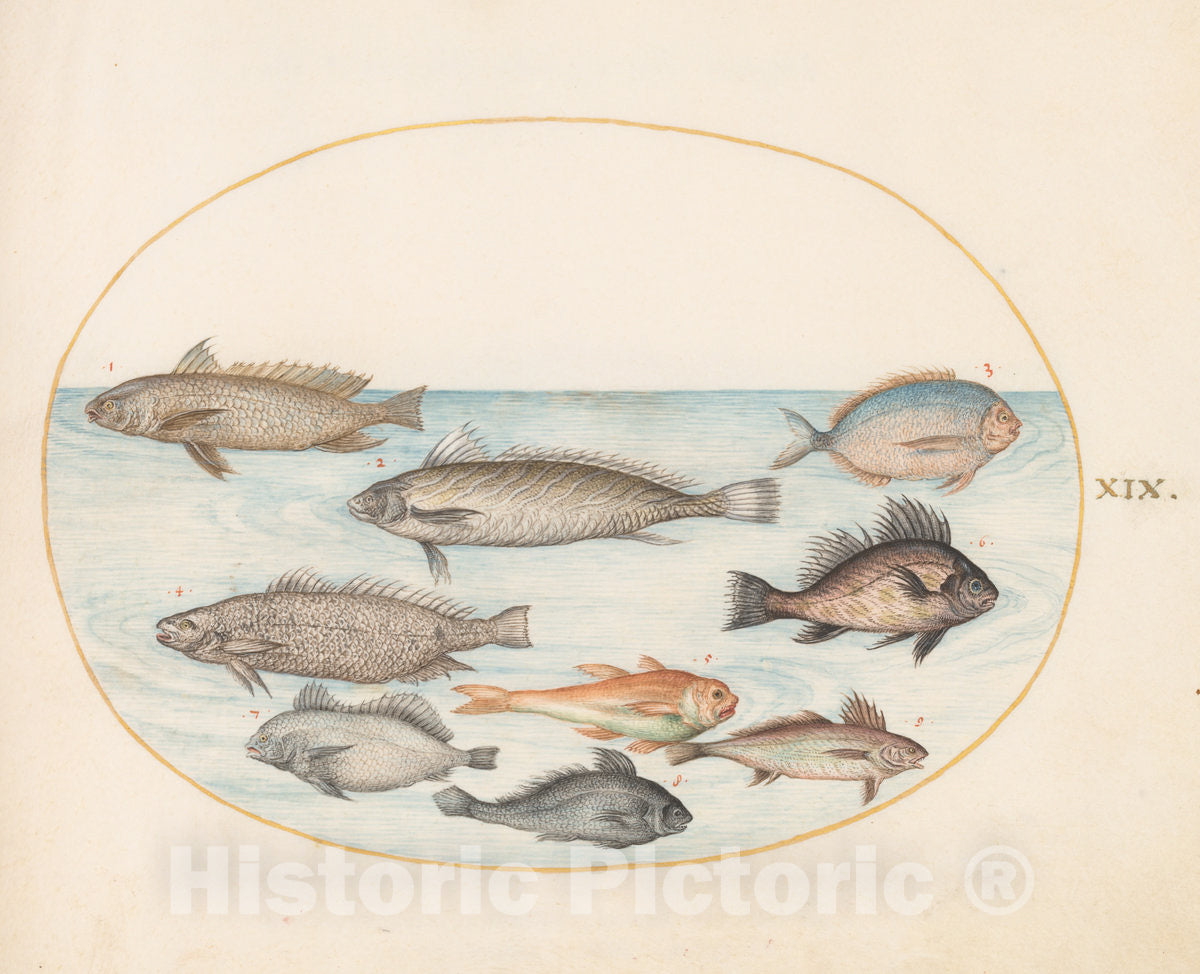 Art Print : Joris Hoefnagel, Animalia Aqvatilia et Cochiliata (Aqva): Plate XIX, c.1578 - Vintage Wall Art