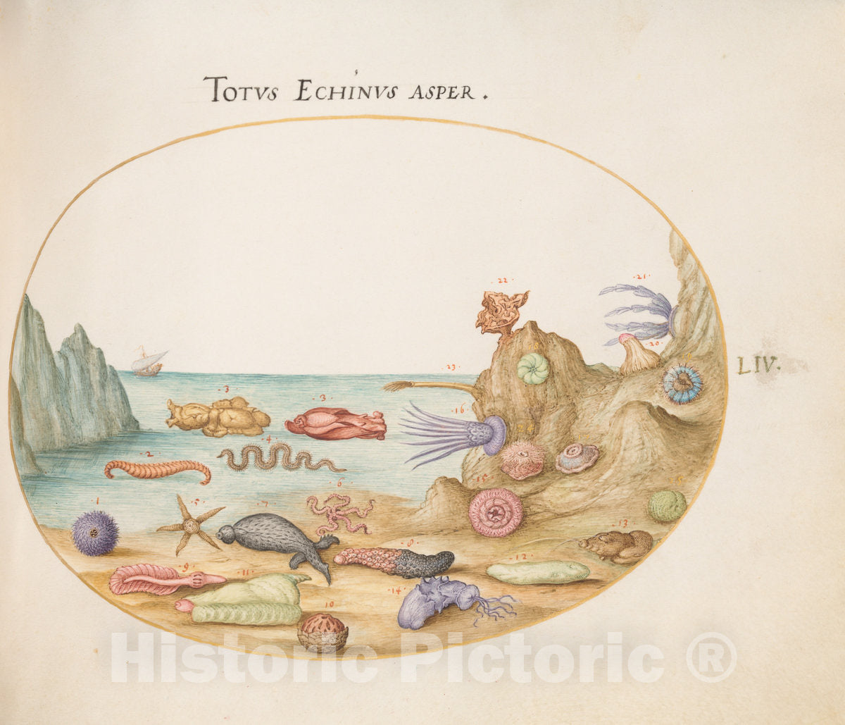 Art Print : Joris Hoefnagel, Animalia Aqvatilia et Cochiliata (Aqva): Plate LIV, c.1578 - Vintage Wall Art
