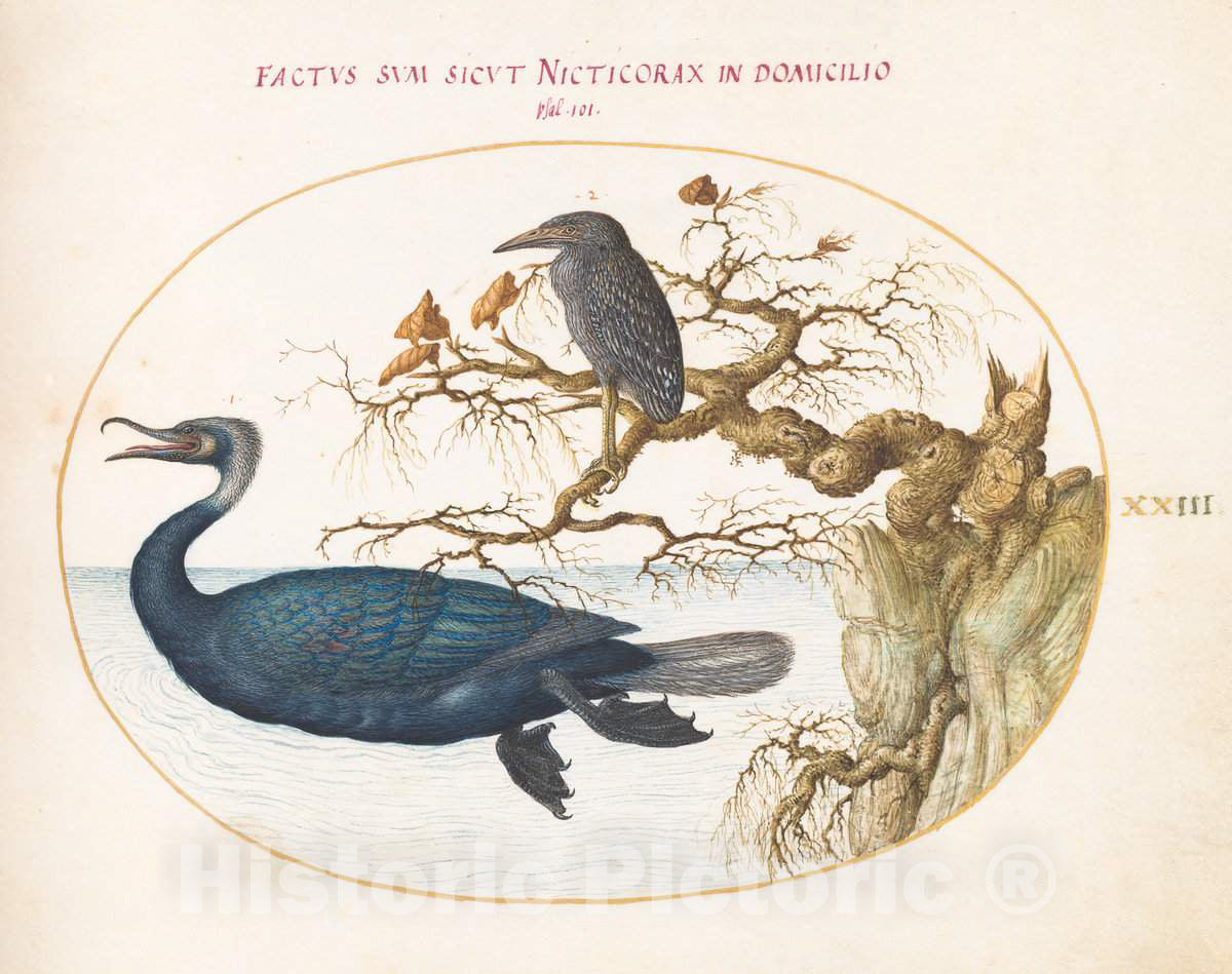 Art Print : Joris Hoefnagel, Animalia Volatilia et Amphibia (Aier): Plate XXIII, c.1578 - Vintage Wall Art