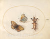 Art Print : Joris Hoefnagel, Animalia Rationalia et Insecta (Ignis): Plate XII, c.1578 - Vintage Wall Art