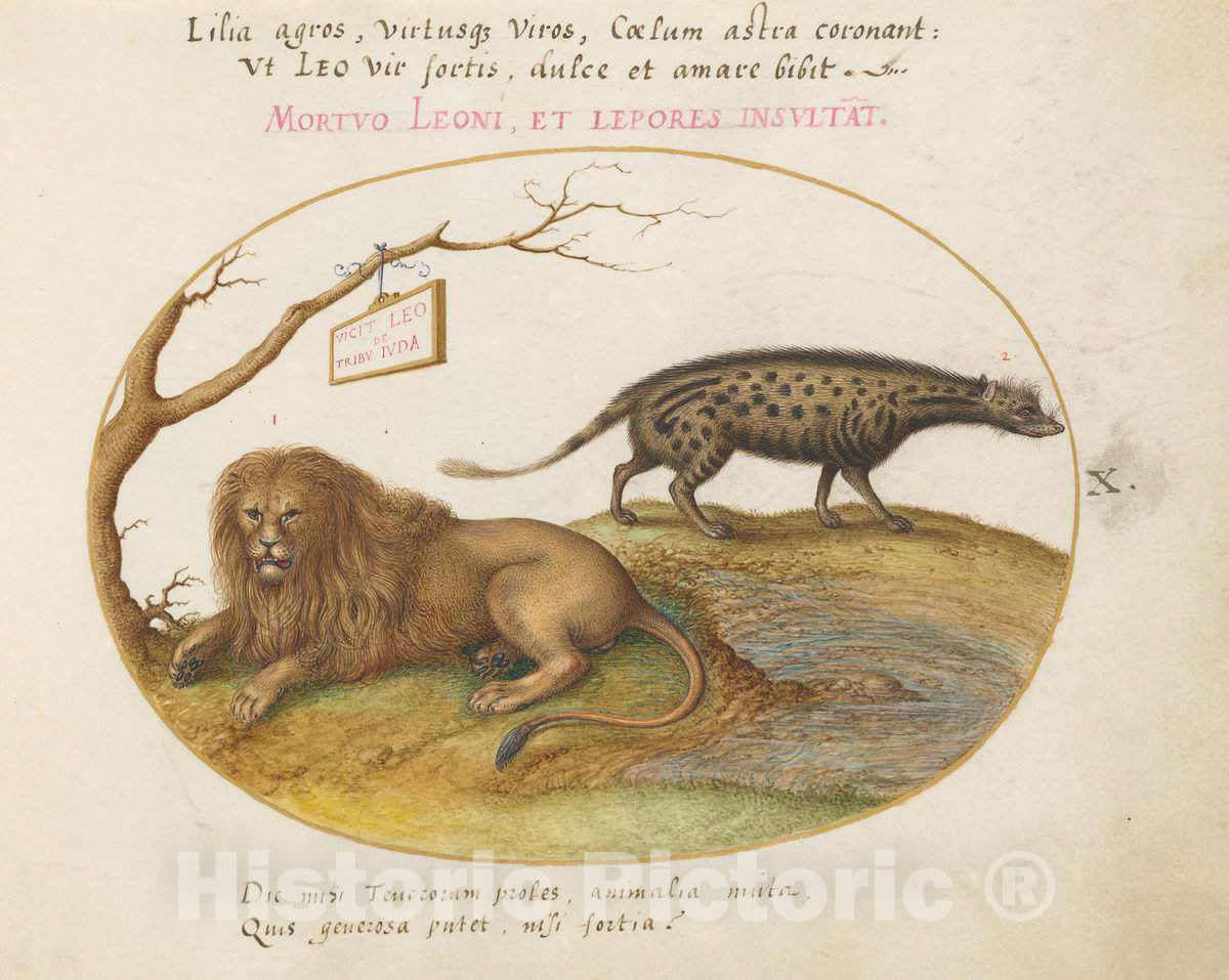 Art Print : Joris Hoefnagel, Animalia Qvadrvpedia et Reptilia (Terra): Plate X, c.1578 - Vintage Wall Art