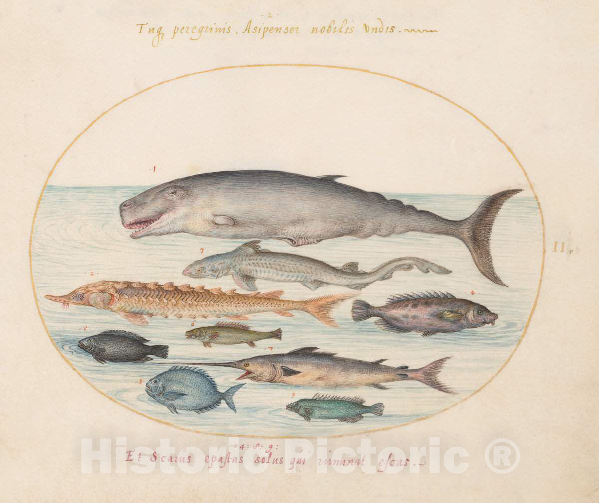Art Print : Joris Hoefnagel, Animalia Aqvatilia et Cochiliata (Aqva): Plate II, c.1578 - Vintage Wall Art