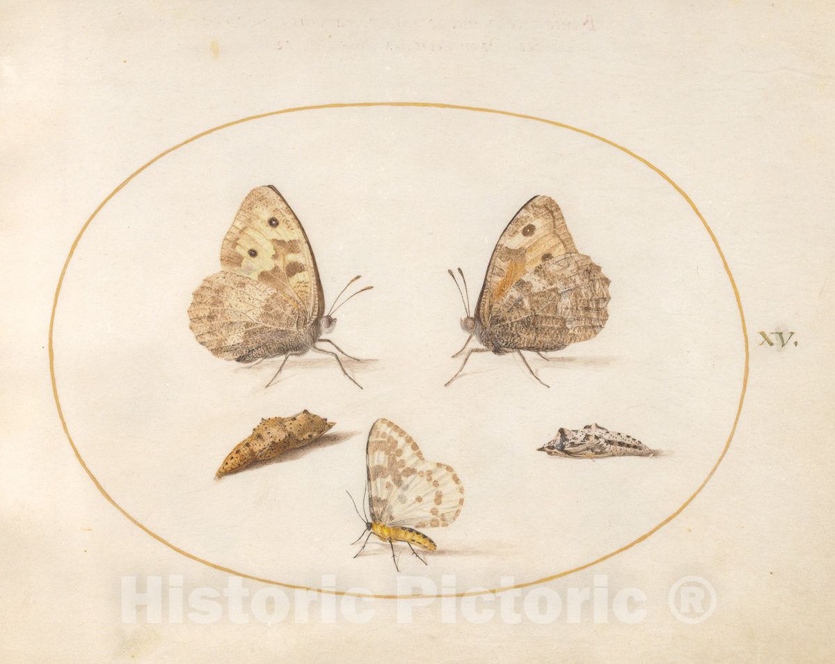 Art Print : Joris Hoefnagel, Animalia Rationalia et Insecta (Ignis): Plate XV, c.1578 - Vintage Wall Art