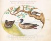 Art Print : Joris Hoefnagel, Animalia Volatilia et Amphibia (Aier): Plate XXXV, c.1578 - Vintage Wall Art