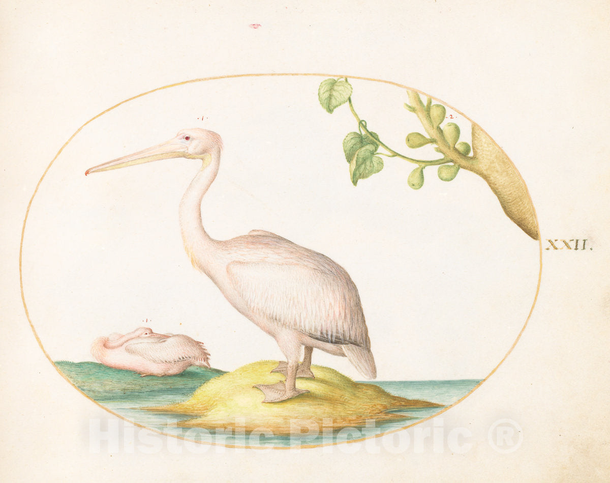 Art Print : Joris Hoefnagel, Animalia Volatilia et Amphibia (Aier): Plate XXII, c.1578 - Vintage Wall Art