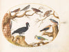 Art Print : Joris Hoefnagel, Animalia Volatilia et Amphibia (Aier): Plate LXIX, c.1578 - Vintage Wall Art