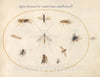 Art Print : Joris Hoefnagel, Animalia Rationalia et Insecta (Ignis): Plate LX, c.1578 - Vintage Wall Art