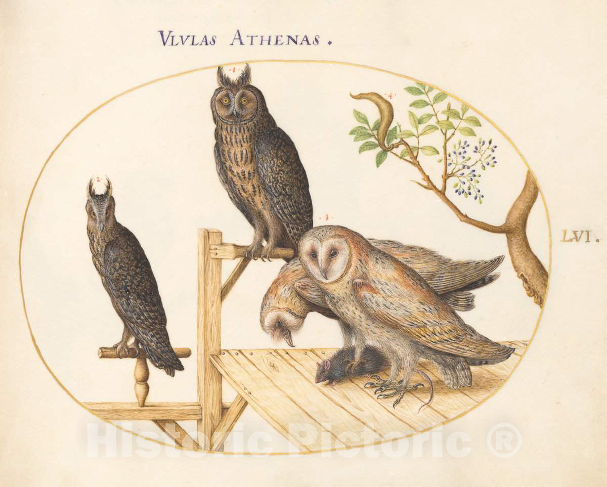 Art Print : Joris Hoefnagel, Animalia Volatilia et Amphibia (Aier): Plate LVI, c.1578 - Vintage Wall Art