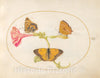 Art Print : Joris Hoefnagel, Animalia Rationalia et Insecta (Ignis): Plate X, c.1578 - Vintage Wall Art