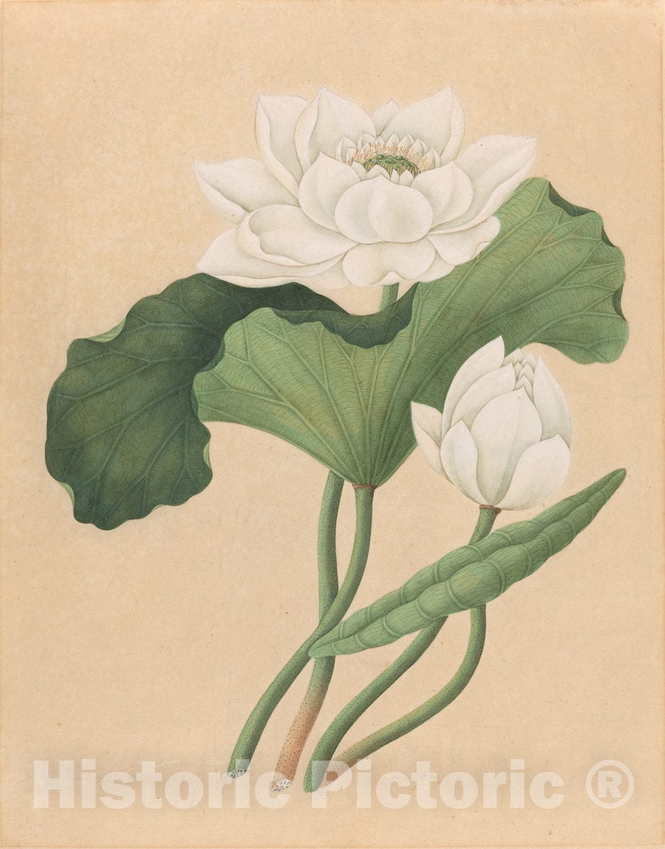 Art Print : East Indian Lotus (Nelumbo nucifera), Late 19th Century - Vintage Wall Art