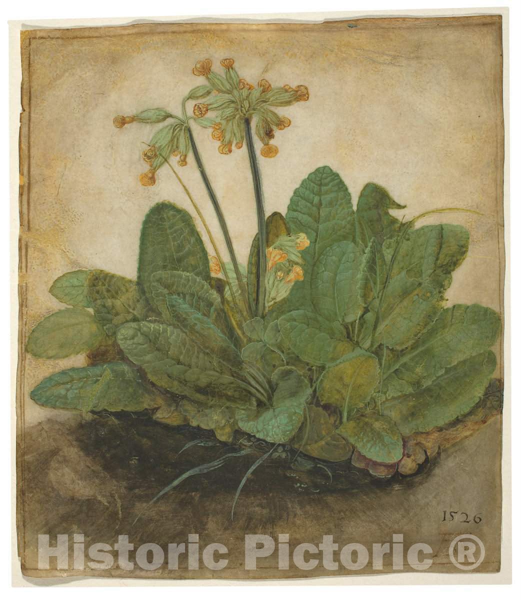 Art Print : Albrecht DÃ¼rer, Tuft of Cowslips, 1526 - Vintage Wall Art