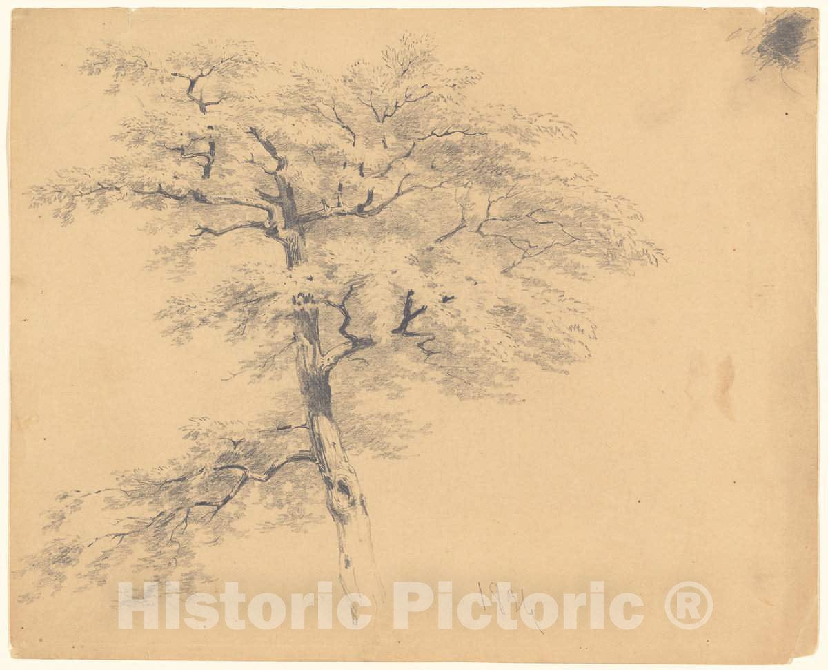 Art Print : Clonney, Tree, 1839 - Vintage Wall Art