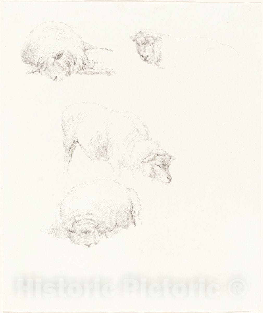 Art Print : Robert Hills, Studies of Sheep - Vintage Wall Art