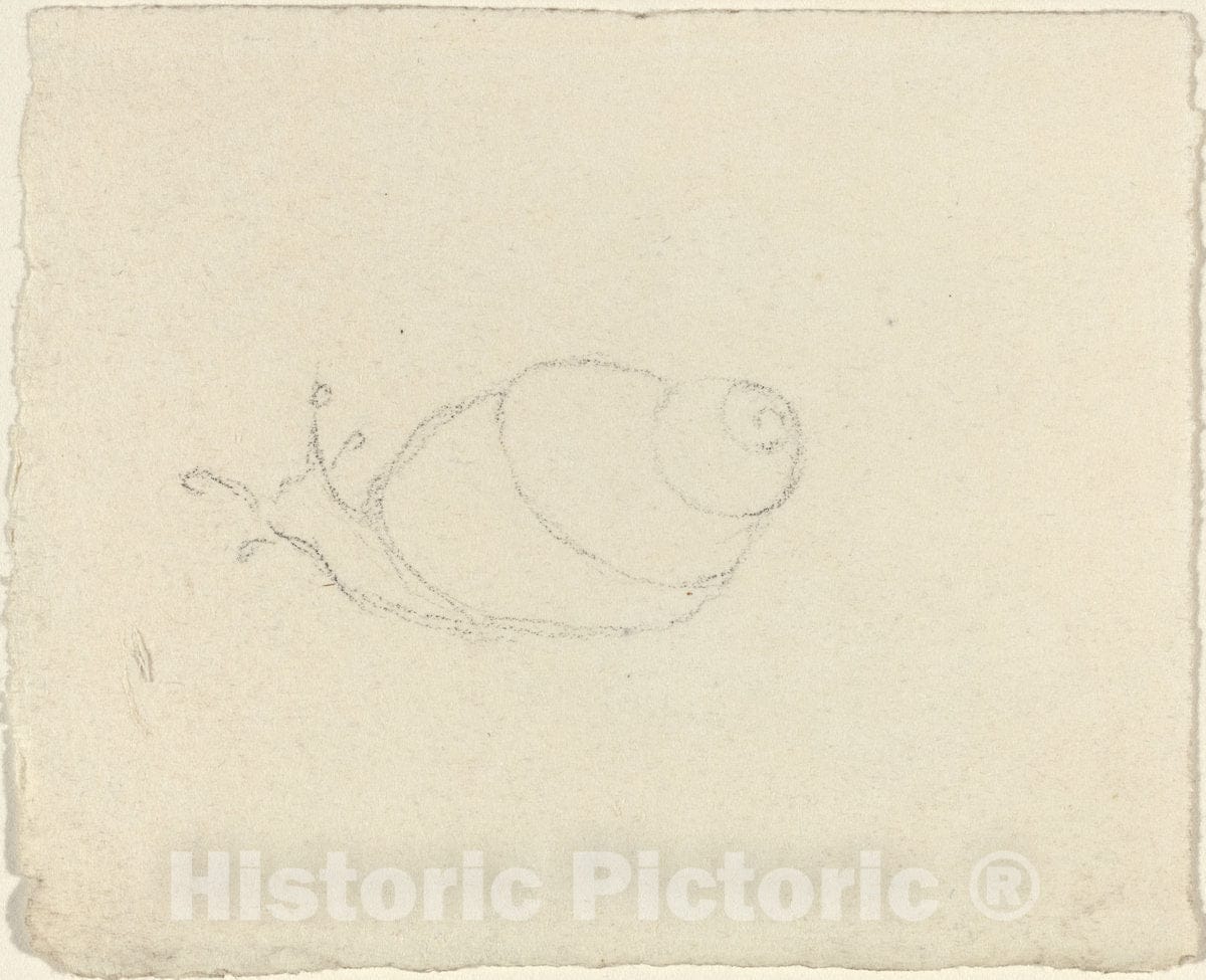 Art Print : John Flaxman, Snails [Recto and Verso] - Vintage Wall Art
