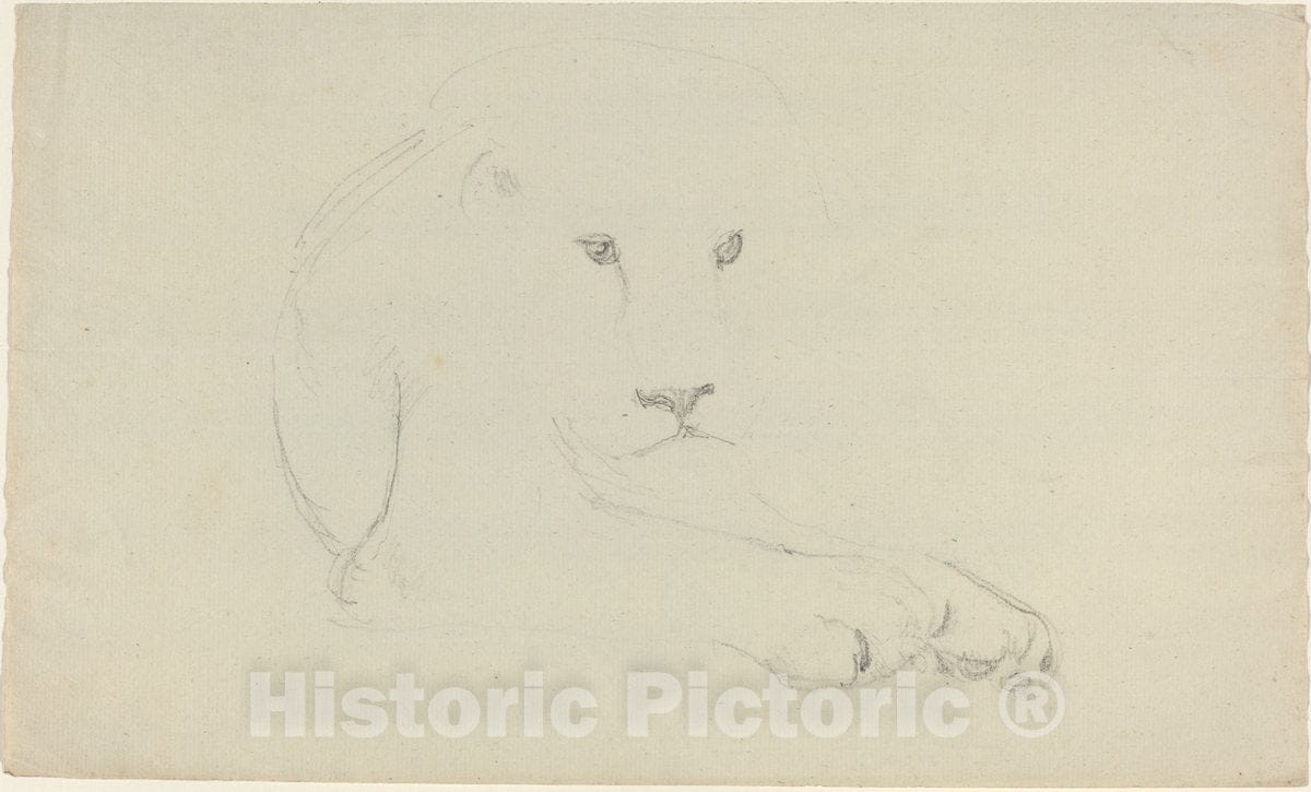 Art Print : John Flaxman, Lion - Vintage Wall Art