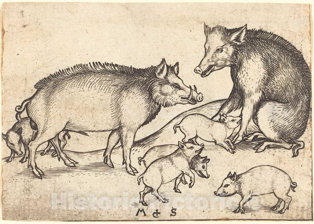 Art Print : Martin Schongauer, Family of Pigs, c.1485 - Vintage Wall Art