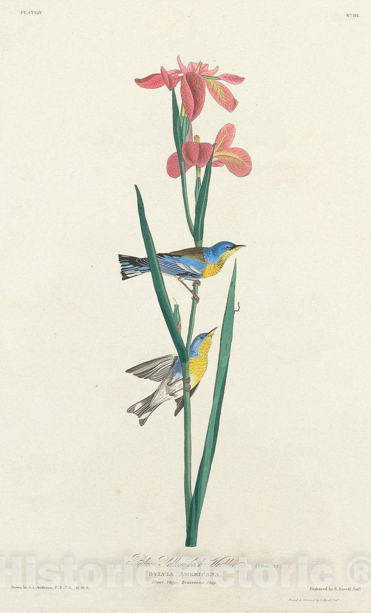 Art Print : Havell After Audubon, Blue Yellow-Backed Warbler, 1827 - Vintage Wall Art