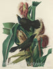 Art Print : Lizars After Audubon, Purple Grackle, 1827 - Vintage Wall Art
