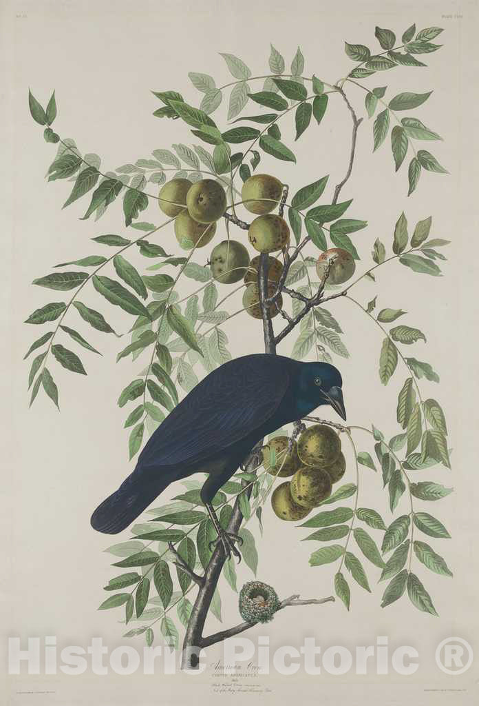 Art Print : Havell After Audubon, American Crow, 1833 - Vintage Wall Art