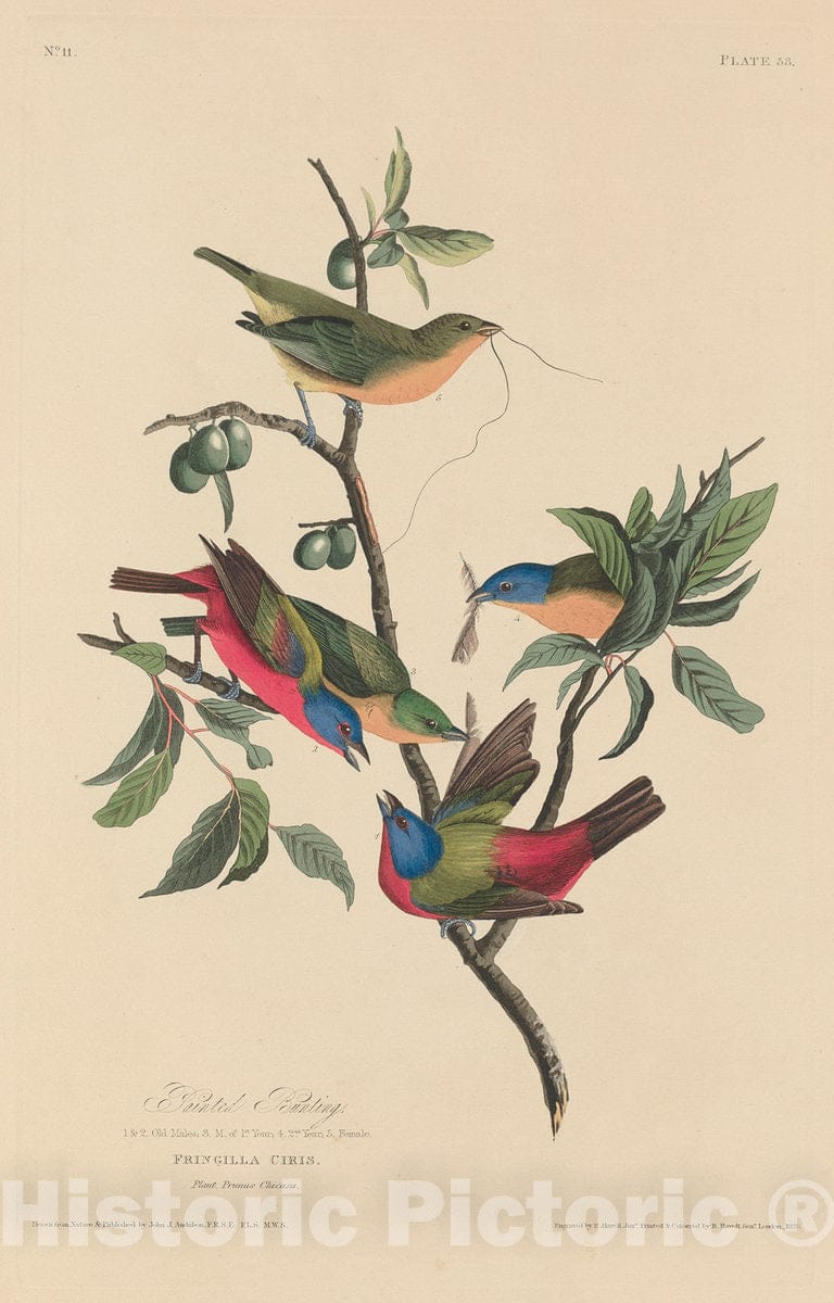 Art Print : Havell After Audubon, Painted Bunting, 1829 - Vintage Wall Art