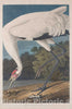 Art Print : Havell After Audubon, Hooping Crane, 1834 - Vintage Wall Art