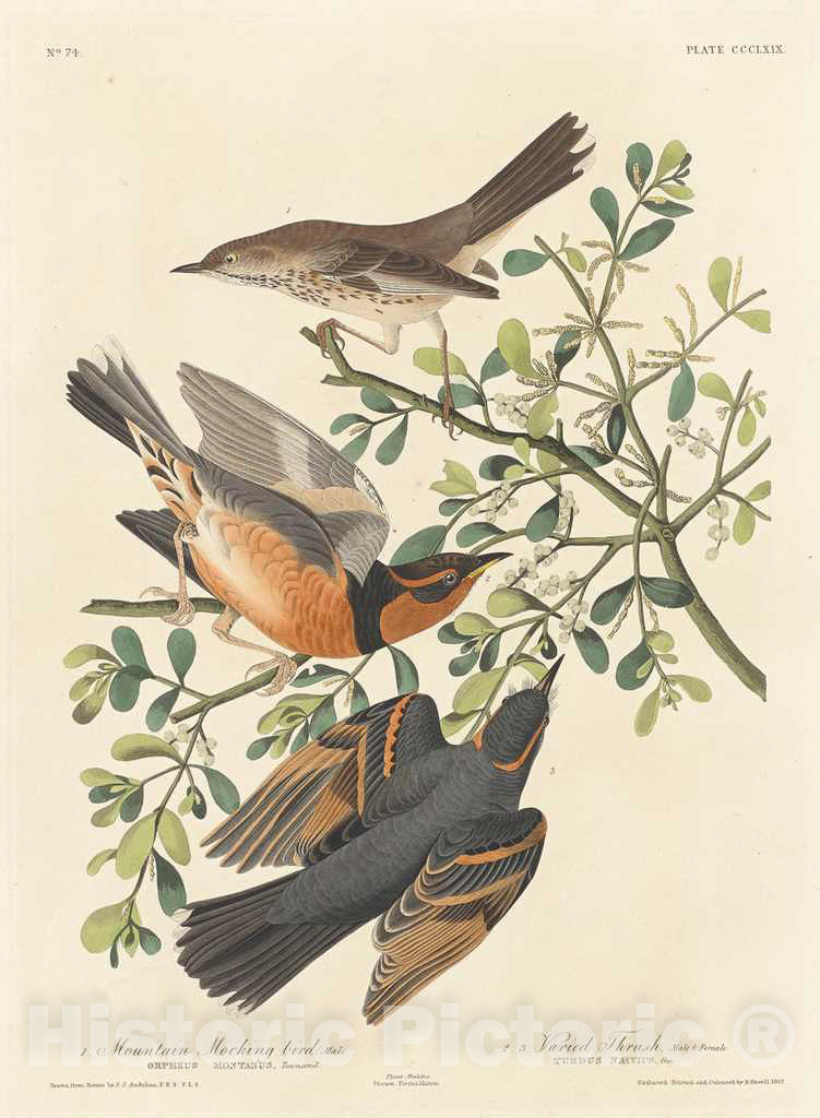 Art Print : Havell After Audubon, Mountain Mocking-Bird and Varied Thrush, 1837 - Vintage Wall Art