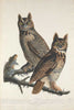 Art Print : Havell After Audubon, Great Horned Owl, 1829 - Vintage Wall Art