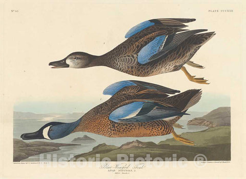 Art Print : Havell After Audubon, Blue-Winged Teal, 1836 - Vintage Wall Art