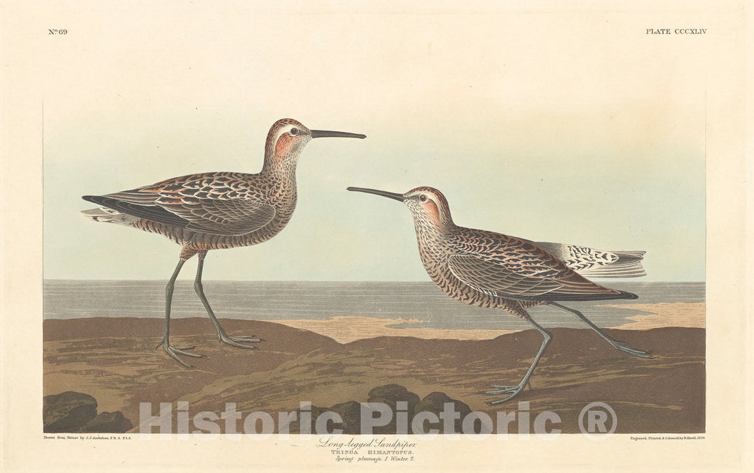 Art Print : Havell After Audubon, Long-Legged Sandpiper, 1836 - Vintage Wall Art