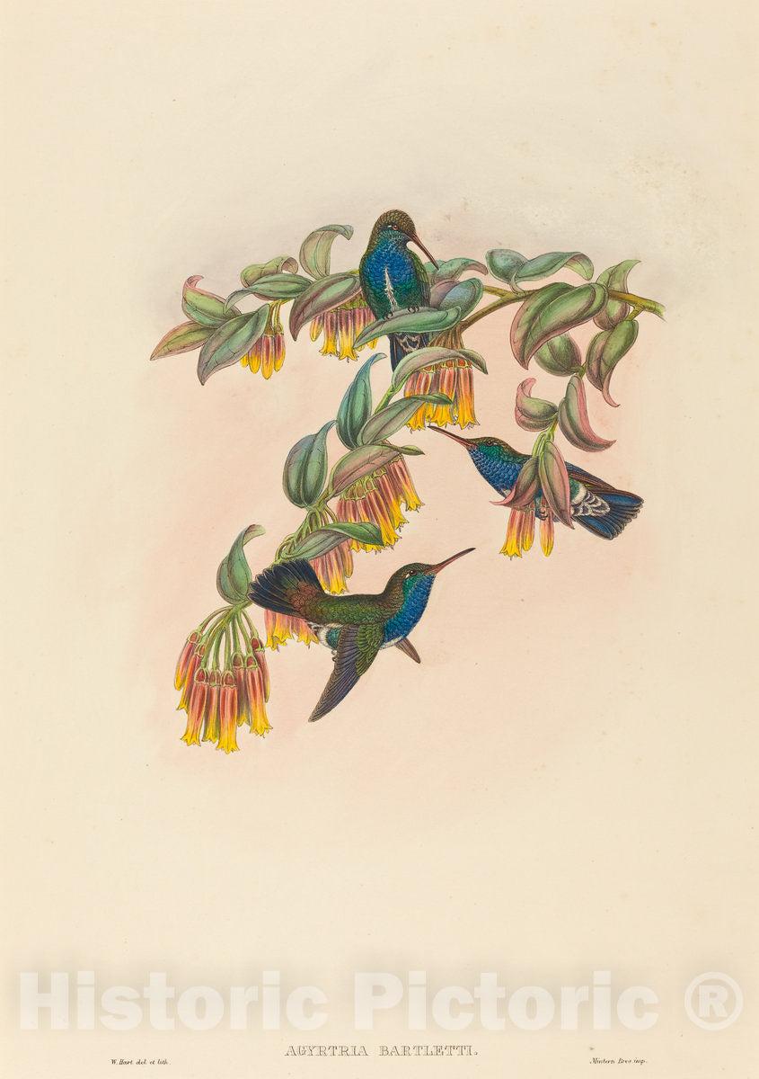 Art Print : Hart, Agyrtria bartletti (Bartlett's Emerald) - Vintage Wall Art