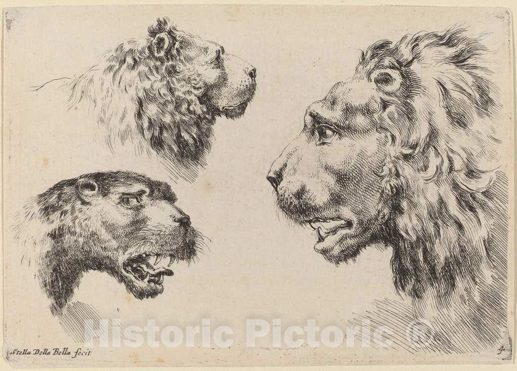 Art Print : Stefano Della Bella, Three Lion Heads, 1649 - Vintage Wall Art