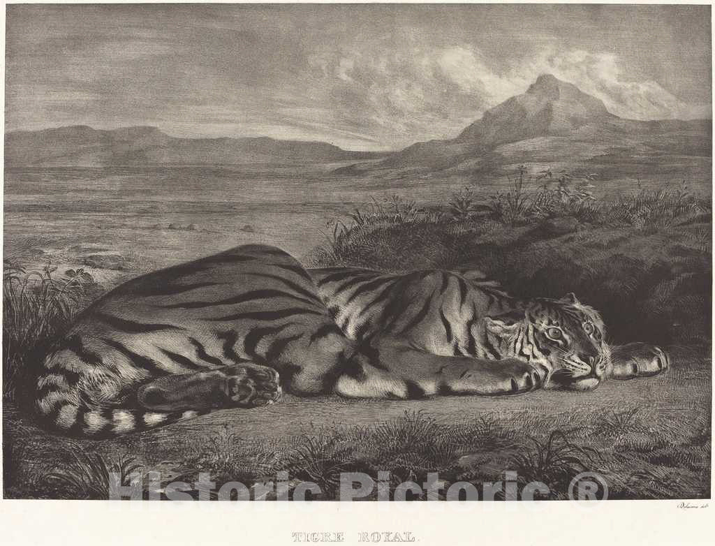 Art Print : EugÃ¨ne Delacroix, Royal Tiger (Tigre Royal), 1829 - Vintage Wall Art